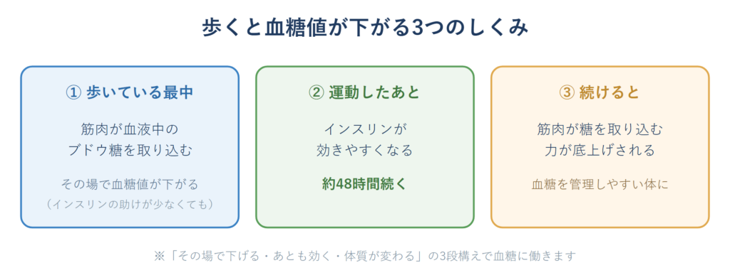 ウォーキングが運動中・運動後・継続で血糖値を下げる3つのしくみを示した図