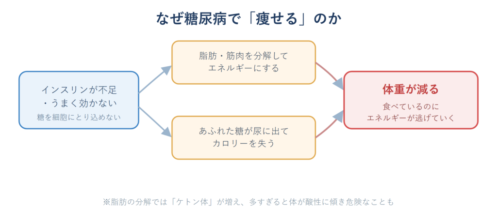 糖尿病でインスリンが働かず脂肪や筋肉を分解し体重が減る仕組みを示した図